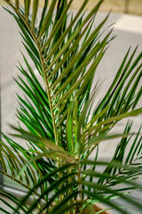 Areca - Palmier artificiel