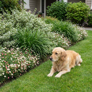 Pack Balcon Soleil & Mi-Ombre Blanc & Vert - 18 plantes — photo 4