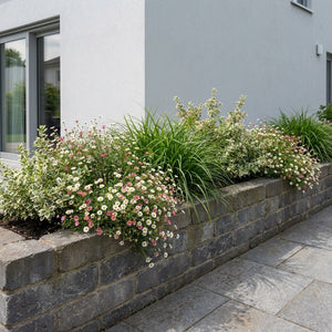 Pack Balcon Soleil & Mi-Ombre Blanc & Vert - 18 plantes — photo 5
