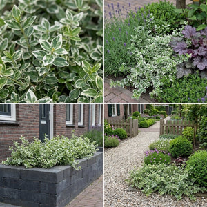 Pack Balcon Soleil & Mi-Ombre Blanc & Vert - 18 plantes — photo 8