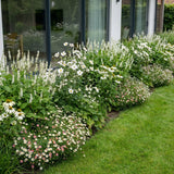 Pack Massif Soleil & Mi-Ombre Blanc - 30 plantes — photo 2