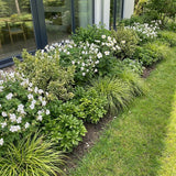 Pack Massif Soleil & Mi-Ombre Rose & Blanc (Géranium Vivace) - 30 plantes #2 — photo 2