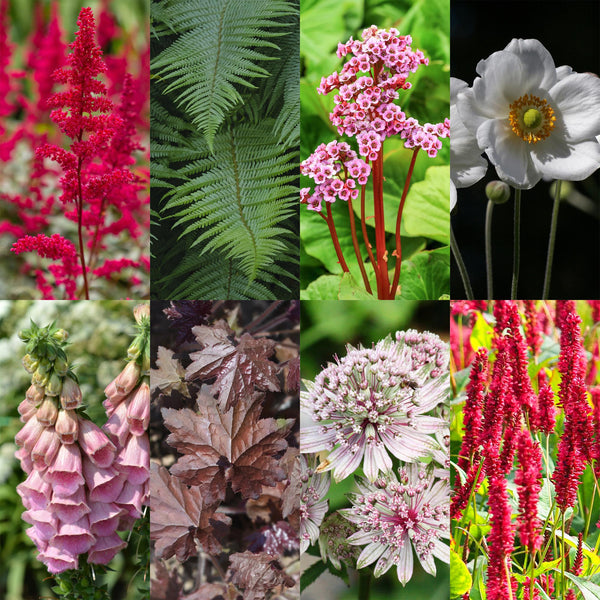 Kit de vivaces pour l'ombre - 24 plants pour 3 m²