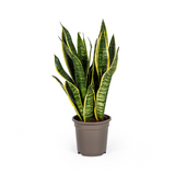 Sansevieria Futura Superba