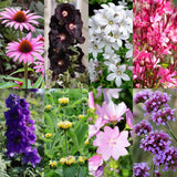 Kit de vivaces pour abeilles et papillons - 8 plants pour 1 m² - H 25 cm, pot Ø11 cm