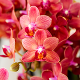 Orchidées surprise en mélange - 2 Phalaenopsis différentes - H 35 cm, pot Ø9 cm