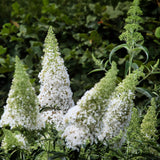 Arbre aux papillons White Profusion - Buddleja davidii - H 25 cm, pot Ø17 cm