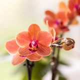 Coffret orchidée orange Mineral Bolzano et succulente - cache-pots léopard et plateau - H 40 cm