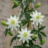 Passiflore Constance Elliott - Passiflora caerulea - H 35 cm, pot Ø9 cm - photo 3