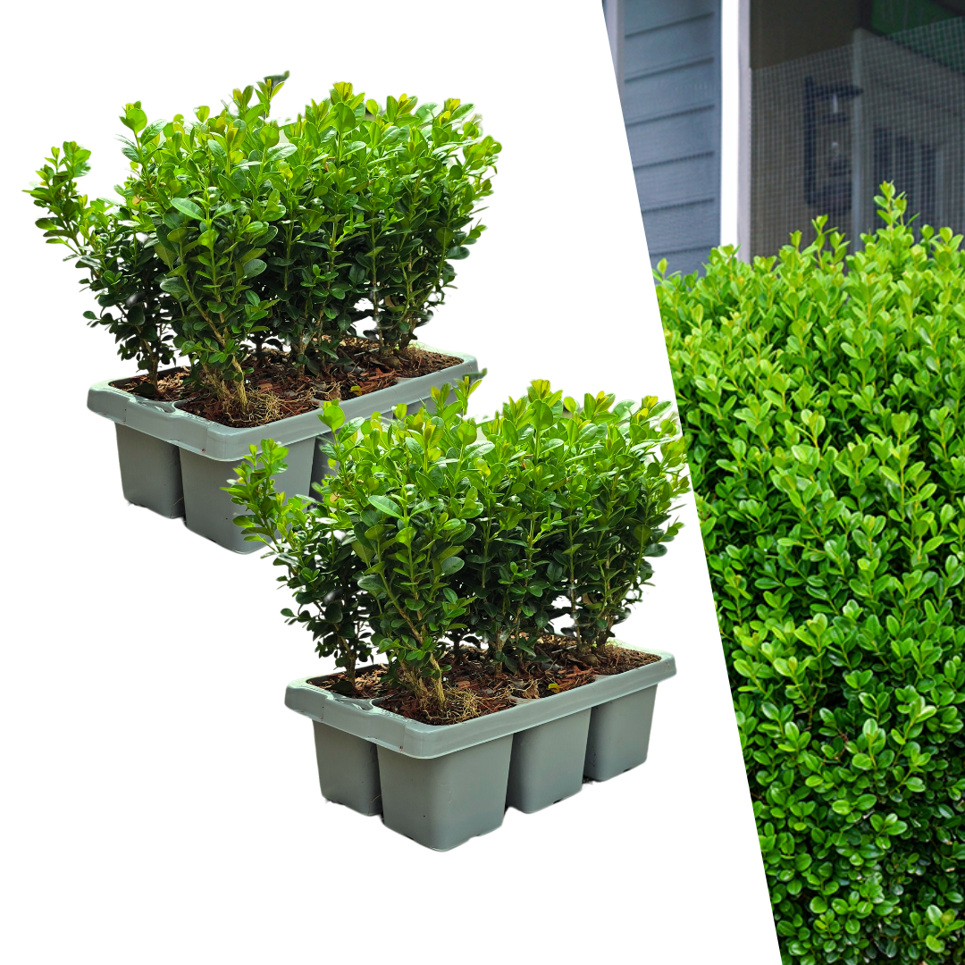 Buis NewGen Freedom en godet - 12 plants - H 15 cm, pot Ø7 cm