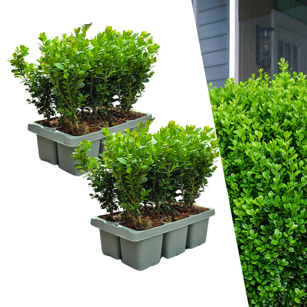 Buis NewGen Freedom en godet - 12 plants