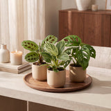 Baby plantes surprise - lot de 3 mini plantes tropicales