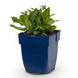 Sauge des bois Schneehügel - H 15-25 cm, pot Ø11 cm