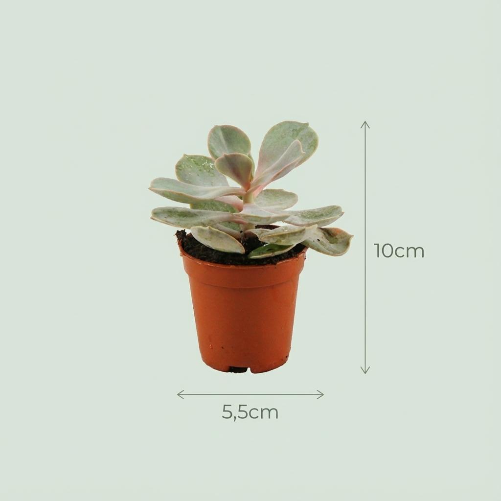 Mix succulentes x3