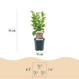 Lilas Michel Buchner - H 45 cm, pot Ø17 cm