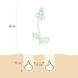 Muscari blanc White Magic - calibre 6/7