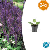 Sauge Mainacht en godet - Salvia x sylvestris - H 10-25 cm, pot Ø9 cm