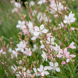 Gaura Whirling Butterflies - H 15-25 cm, pot Ø11 cm