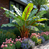 Bananier Red Tiger - Musa sikkimensis - H 30 cm, pot Ø12 cm - photo 4