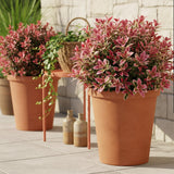 Leucothoé Colour Diamond - H 45 cm, pot Ø17 cm - photo 5