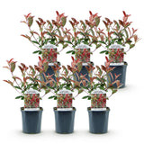 Photinia Carré Rouge - H 55 cm, pot Ø17 cm