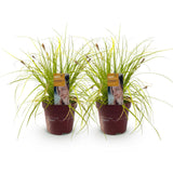 Carex Everillo - 2 plants - H 50 cm, pot Ø17 cm