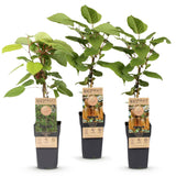 Kiwis Hayward et Weiki - 1 mâle et 2 femelles - 3 plants - H 50 cm, pot Ø15 cm