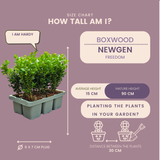 Buis NewGen Freedom en godet - 24 plants - H 15 cm, pot Ø7 cm