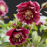 Hellébore Double Ellen Red