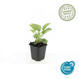 Échinacée pourpre Magnus en godet - Echinacea purpurea - H 10-25 cm, pot Ø9 cm - photo 3