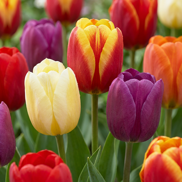 Tulipe triomphe en mélange - calibre 11/17