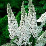 Buddleia White Profusion - Arbre aux papillons blanc - H 45 cm, pot Ø17 cm