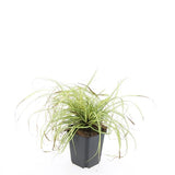 Laîche Evergold en godet - Carex oshimensis - H 10-25 cm, pot Ø9 cm - photo 3