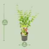 Érable du Japon Going Green - Acer palmatum - H 50 cm, pot Ø19 cm