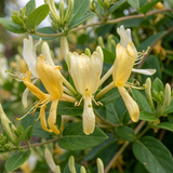 Chèvrefeuille du Japon Halliana - Lonicera japonica - H 35 cm, pot Ø9 cm - photo 3