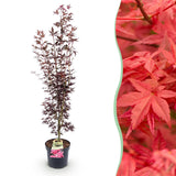 Érable du Japon Atropurpureum - H 90 cm, pot Ø26 cm