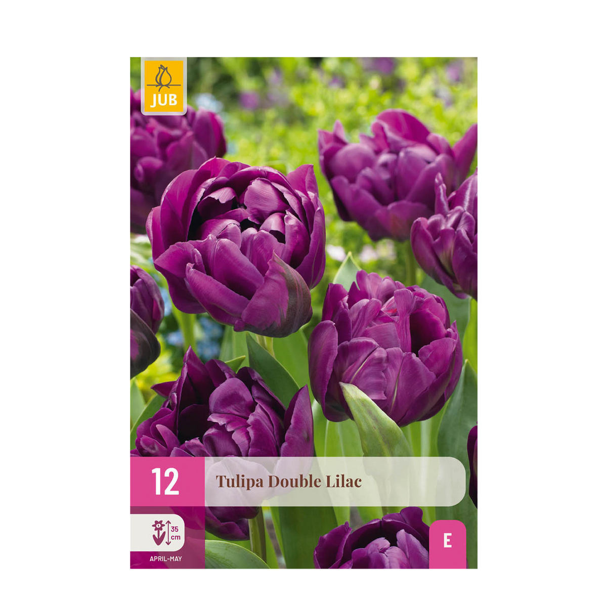 Tulipe double lilas - calibre 11/12