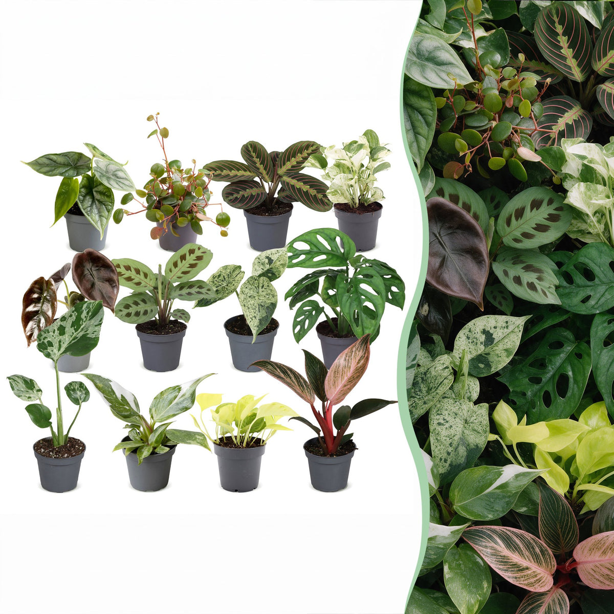 Baby plantes surprise - lot de 3 à 12 mini plantes tropicales - pot Ø6 cm - photo 9