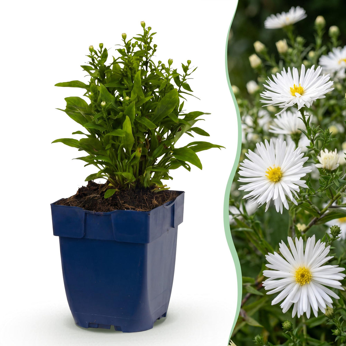 Aster nain blanc - H 15-25 cm, pot Ø11 cm