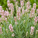 Lavande Rosea - H 15-25 cm, pot Ø11 cm