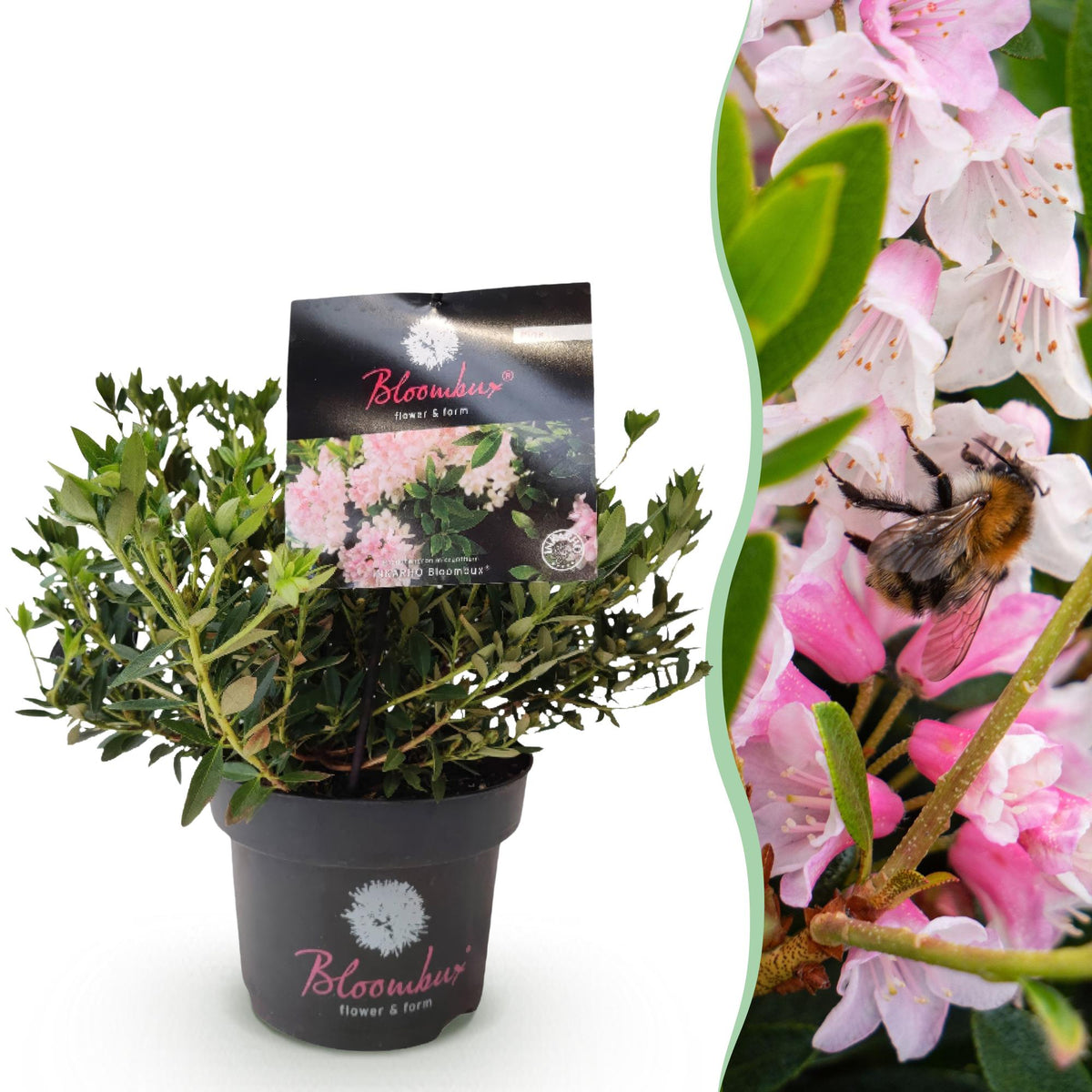 Rhododendron Bloombux rose clair - Rhododendron nain - H 30-40 cm, pot Ø17 cm - photo 13