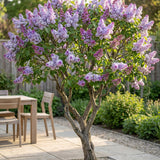 Lilas Michel Buchner - H 45 cm, pot Ø17 cm