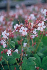 Géranium à grosses racines Spessart en godet - Geranium macrorrhizum - H 10-25 cm, pot Ø9 cm - photo 6