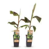 Bananier Ever Red - Musa - 2 plants - H 50 cm, pot Ø15 cm