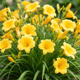 Hémérocalle naine Stella d'Oro - H 15-25 cm, pot Ø11 cm