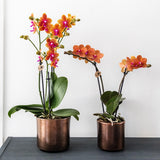 Orchidée Phalaenopsis orange parfumée Fragrance Bolgheri - H 37 cm, pot Ø9 cm