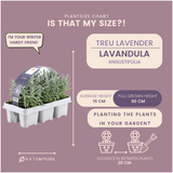 Lavande vraie en godet - Lavandula angustifolia - 48 plants - H 15 cm, pot Ø7 cm