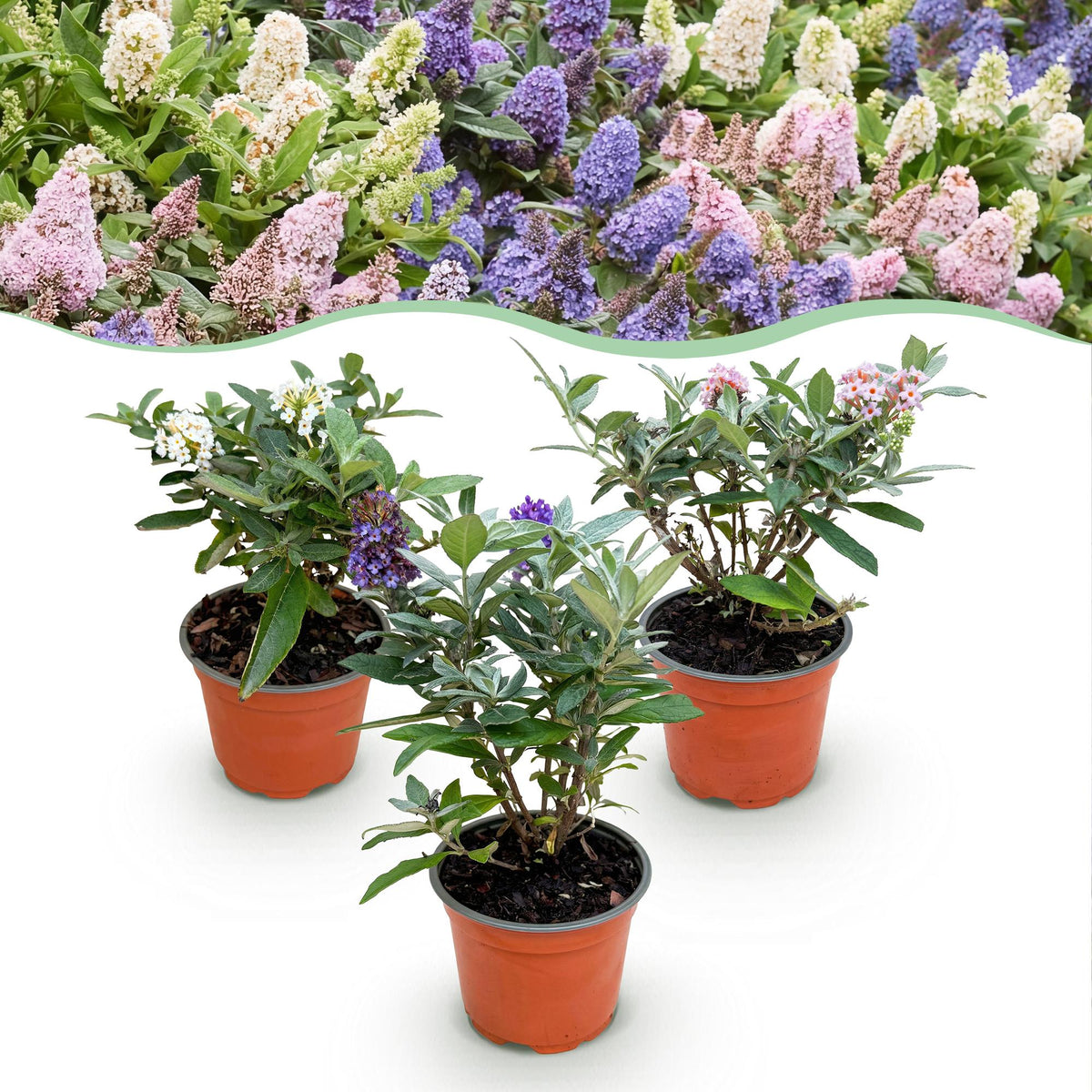 Buddleia nain Butterfly Candy en mélange - H 20-25 cm, pot Ø12 cm