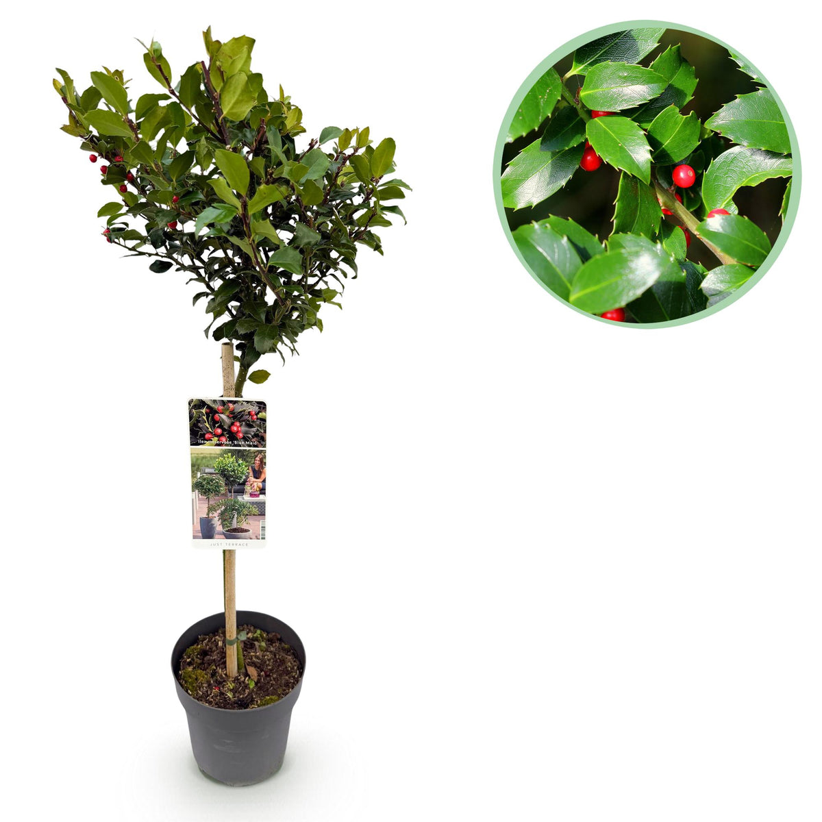 Houx Blue Maid sur tige - Ilex meserveae - H 90 cm, pot Ø19 cm