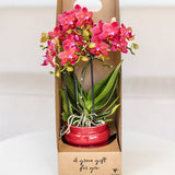 Orchidée Phalaenopsis rouge Blossom Congo - cache-pot Noma rouge et boîte cadeau
